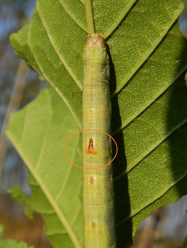 Identificazione - Larva di Geometridae